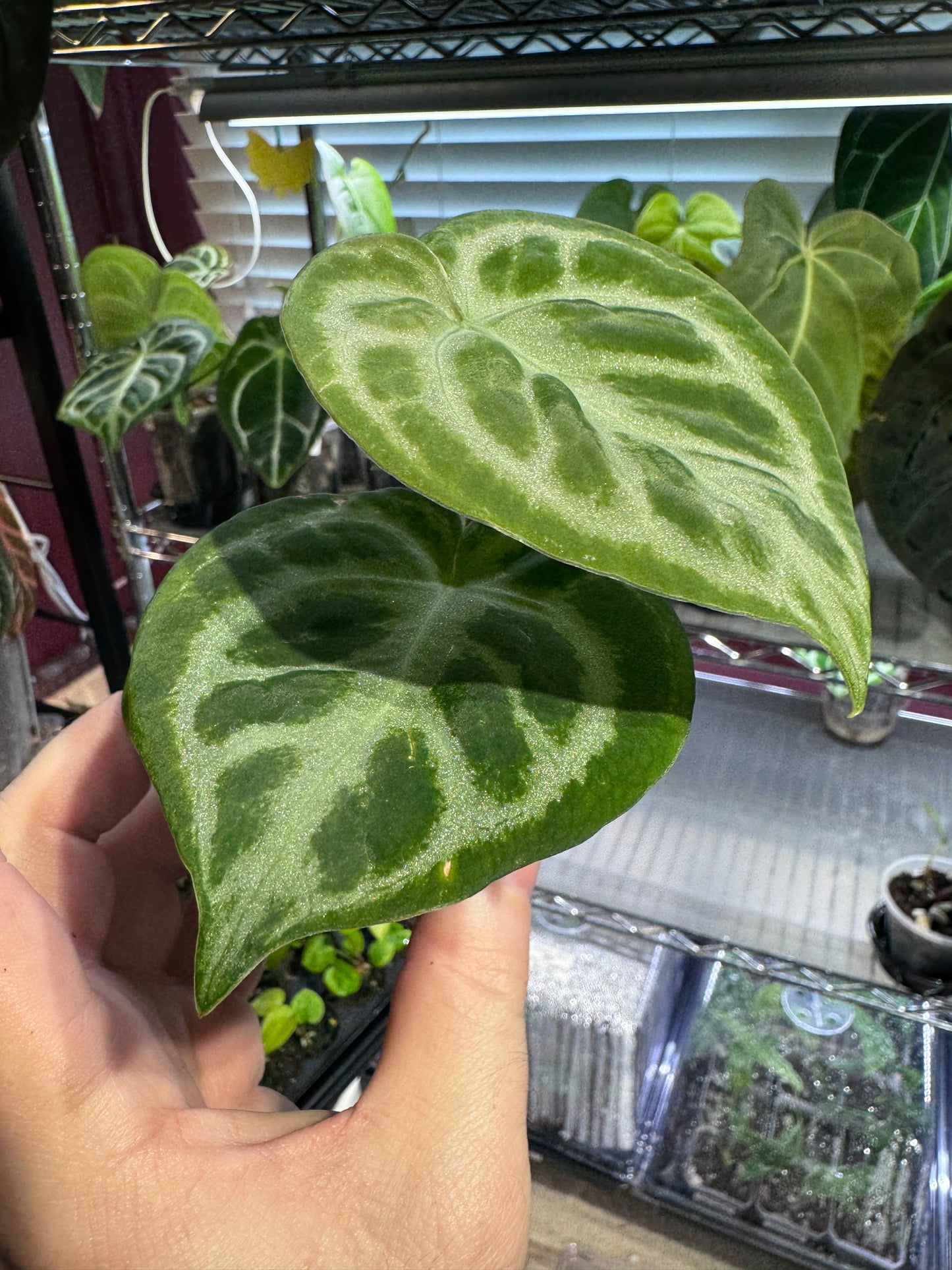 Silver Blush Offset #2