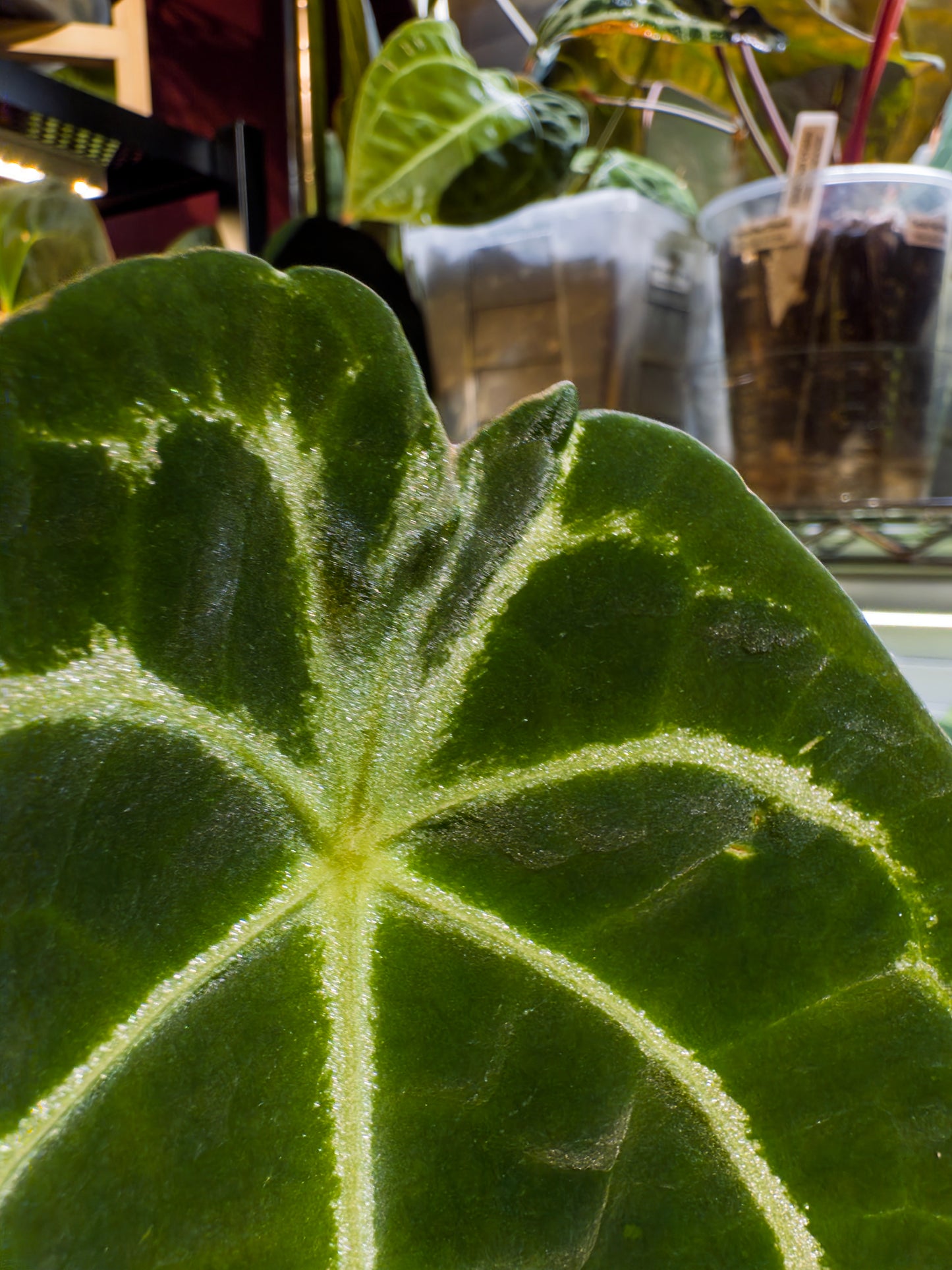 Anthurium (Dorayaki x Forgetii Silver) X Forgetii Black - Mature