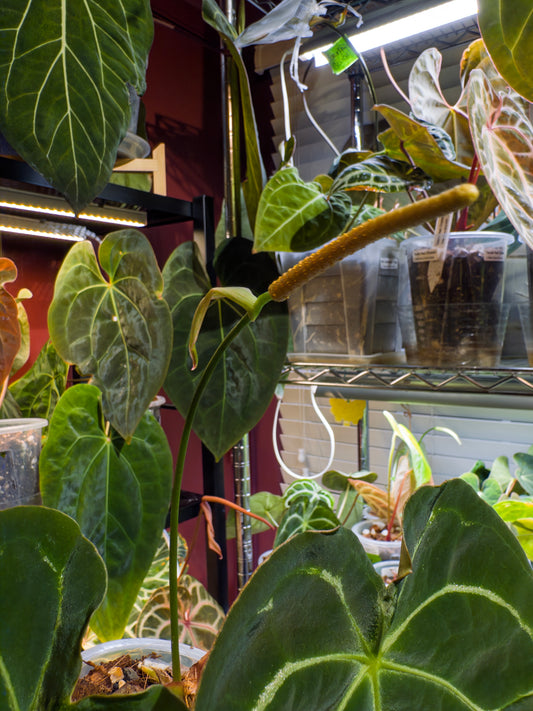 Anthurium (Dorayaki x Forgetii Silver) X Forgetii Black - Mature and Flowering