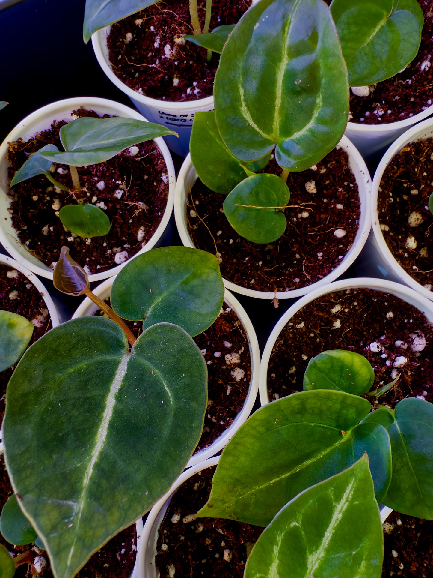 (Ace of Spades x Forgetii) X (SKG Grey x Blue Velvet) Anthurium Seedlings