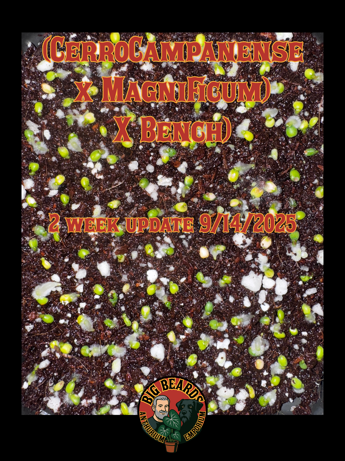 Three (3) Free (Cerrocampanense x Magnificum) X BENCH Germinated Seedlings