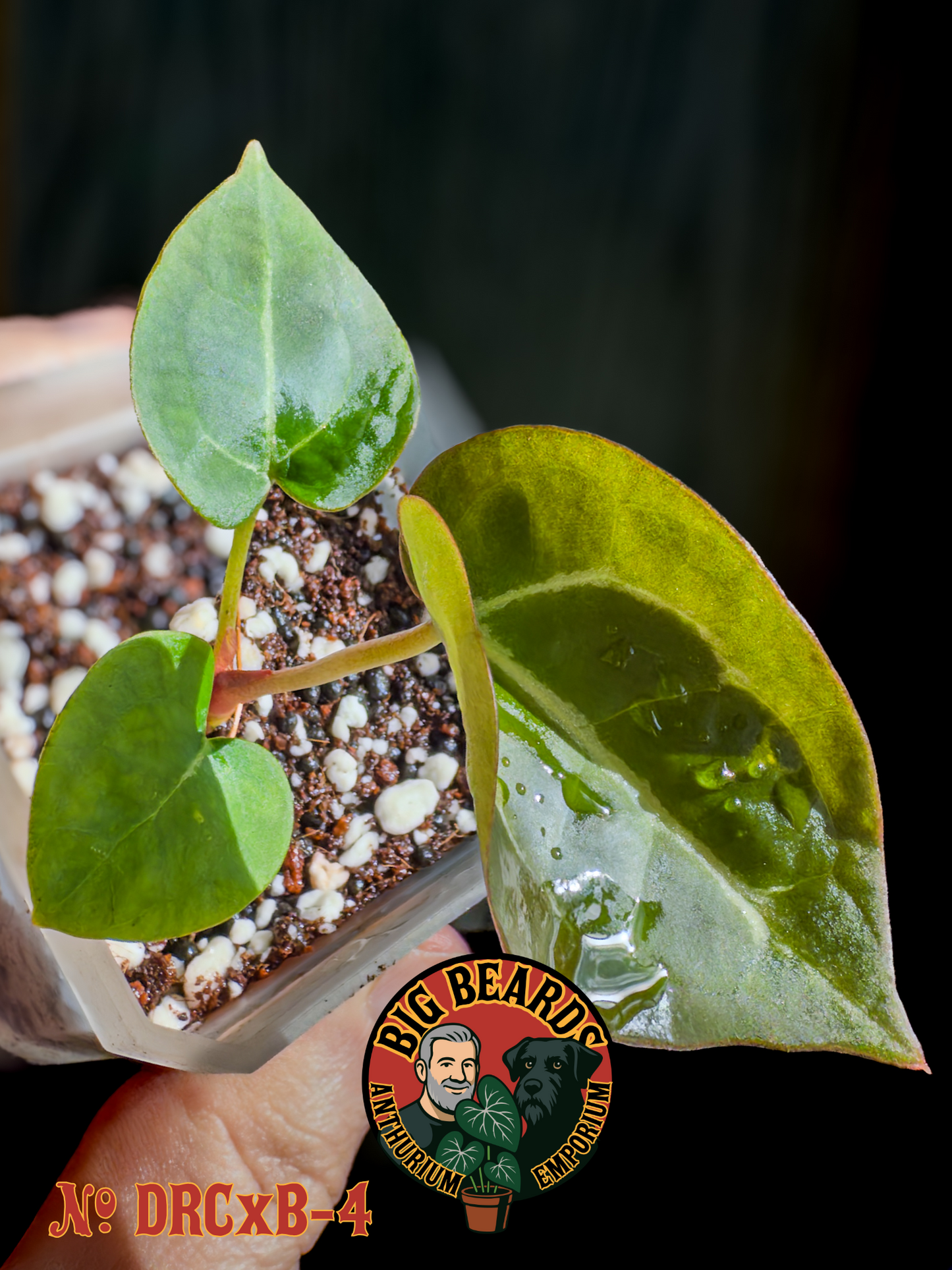 (Dorayaki x Red Crystal) x Bench