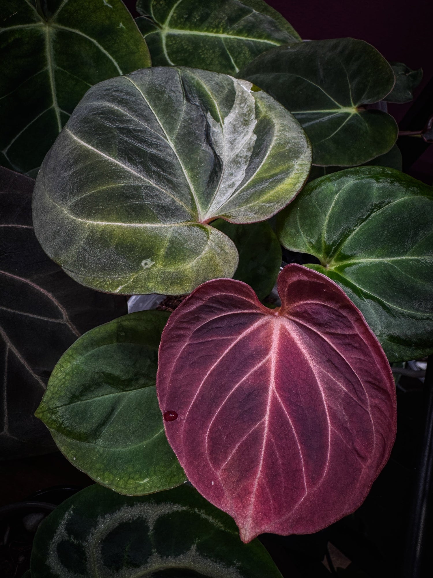 Anthuriums