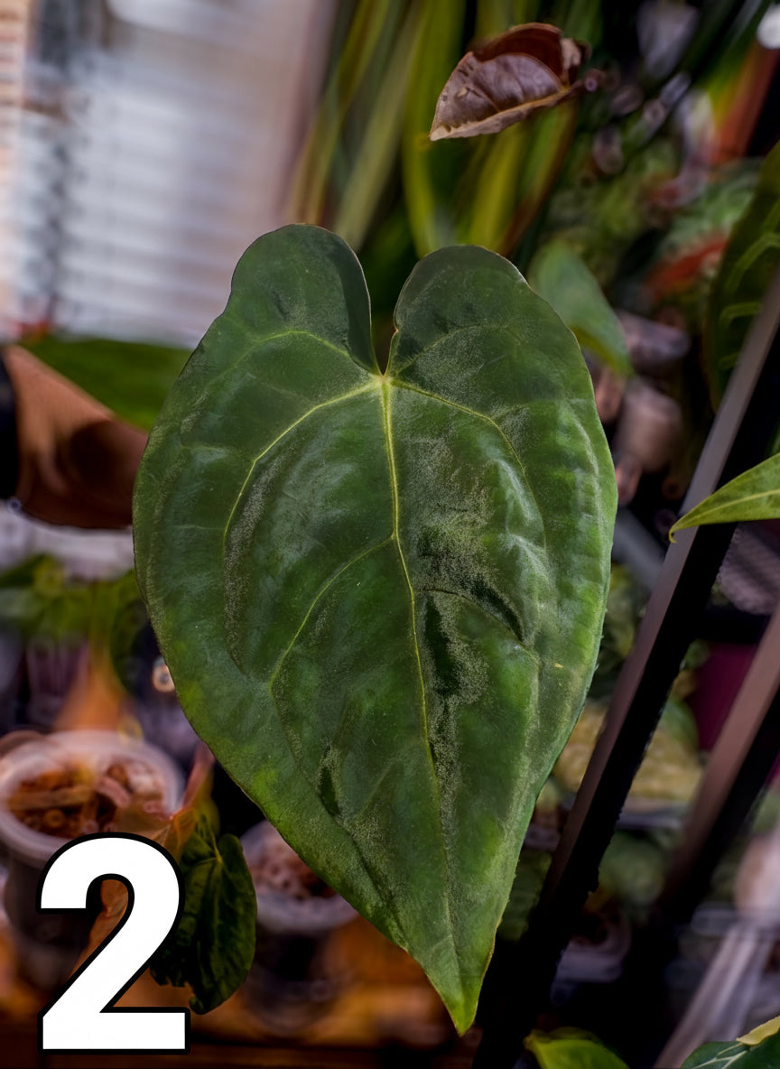 Raspberry NOID x (Papillilaminum ‘Voldemort’ x Guna Yala) Large Adolescent