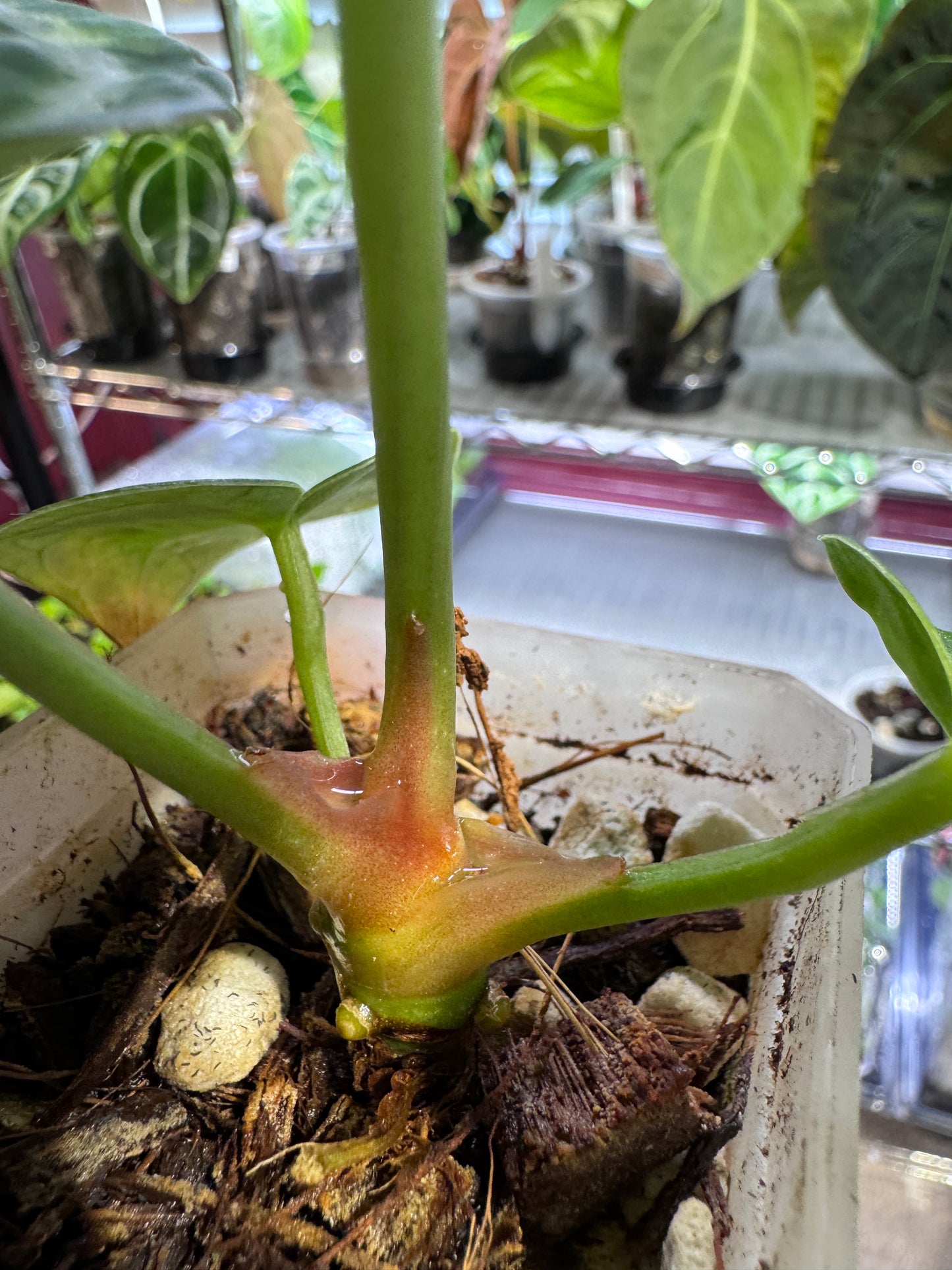 Silver Blush Offset #2