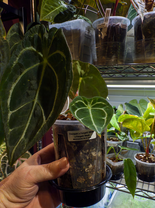 Anthurium (Dorayaki x Forgetii Silver) X Forgetii Black - Mature