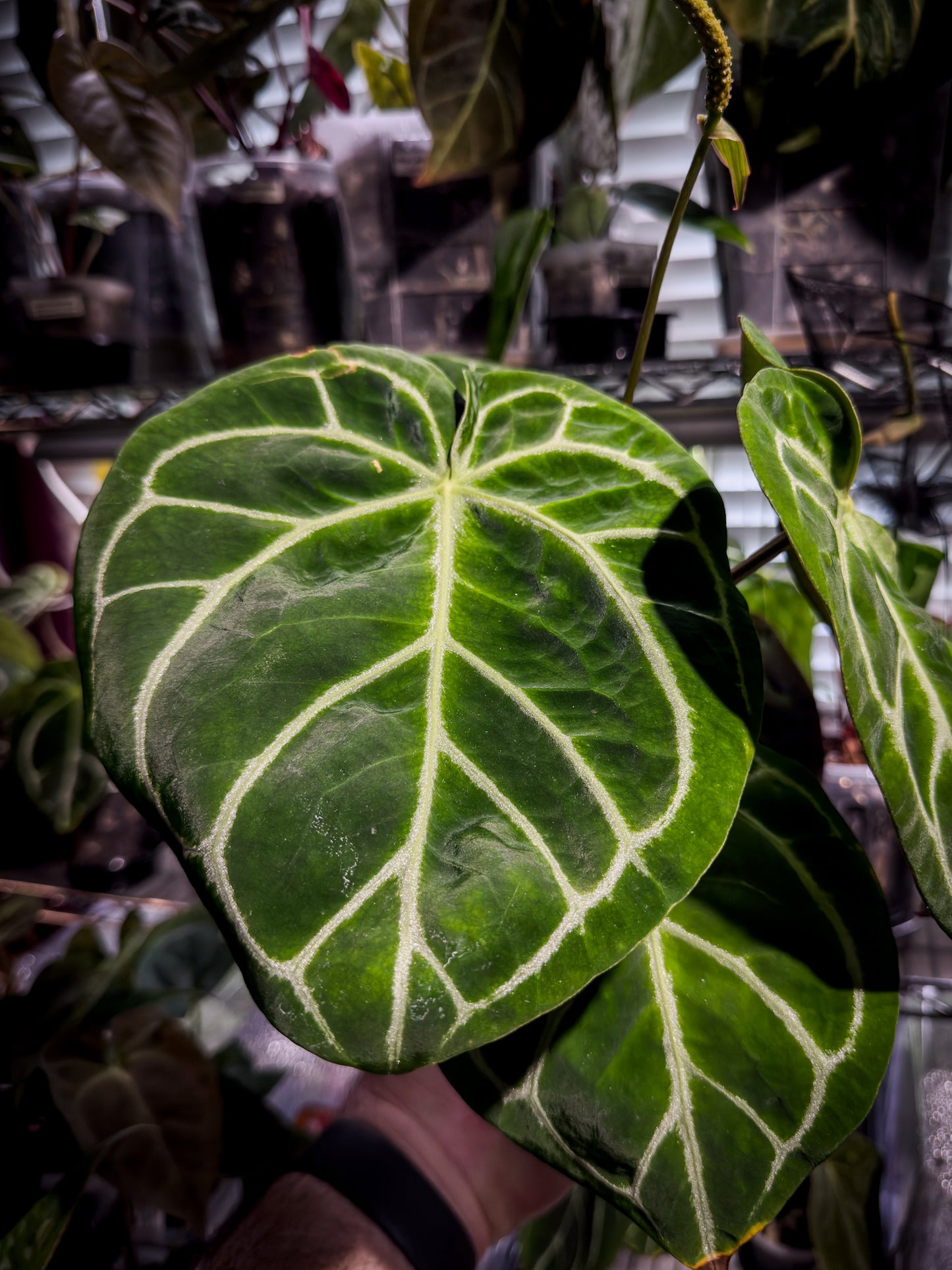 Mature Dorayaki x Red Crystal Offset