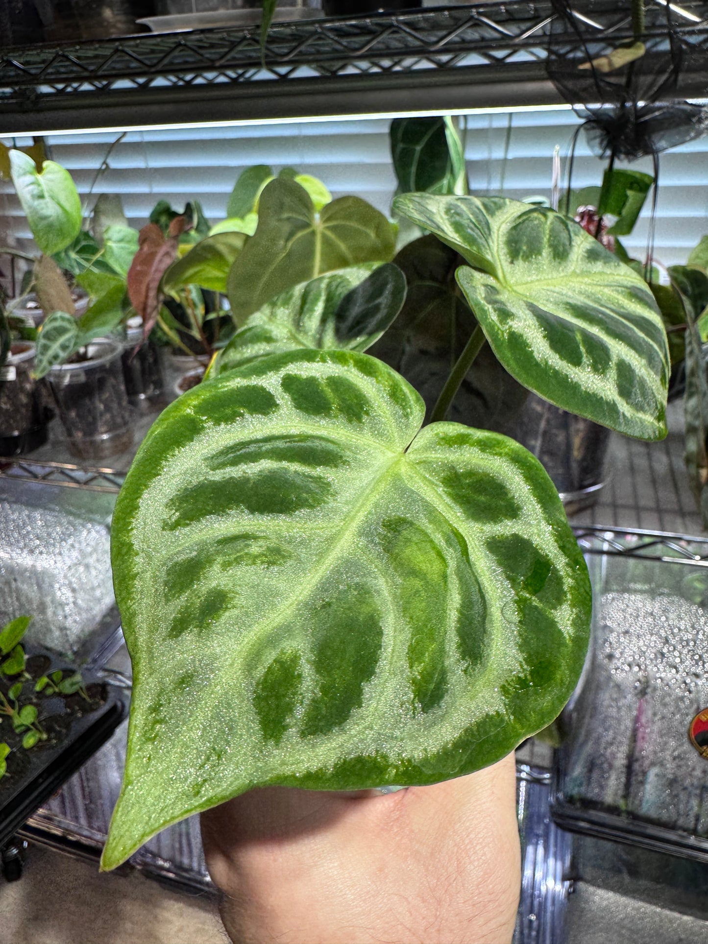 Silver Blush Offset #1