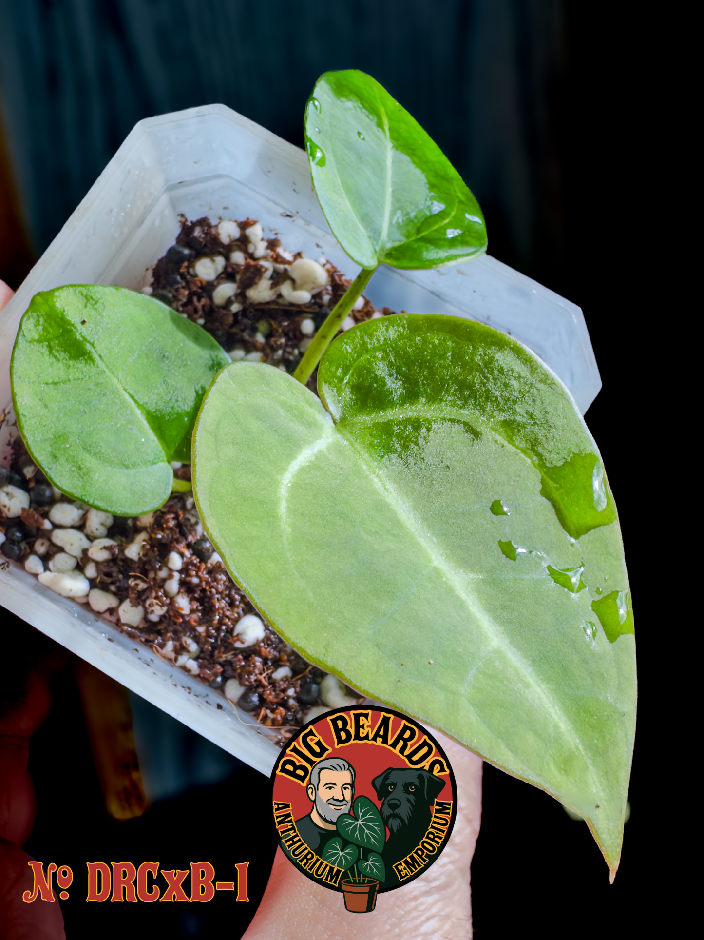 (Dorayaki x Red Crystal) x Bench