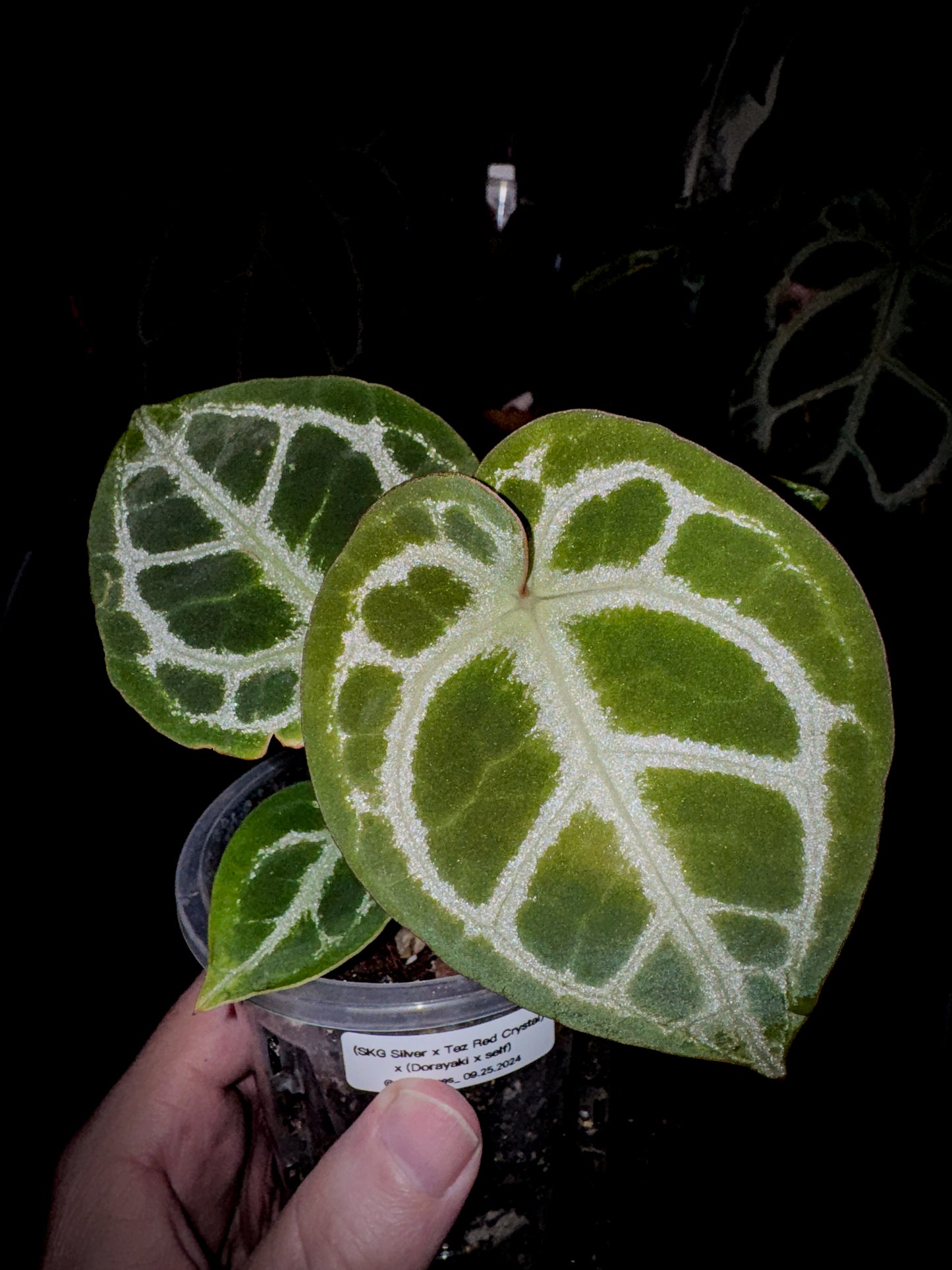 (SKG Silver x Tezula Red Crystal) x (Dorayaki x self) - Offset 1