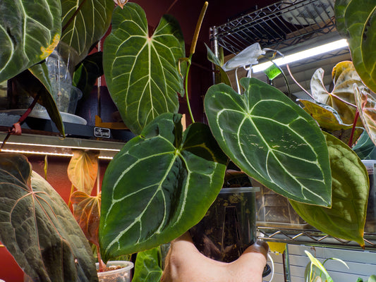 Anthurium (Dorayaki x Forgetii Silver) X Forgetii Black - Mature and Flowering