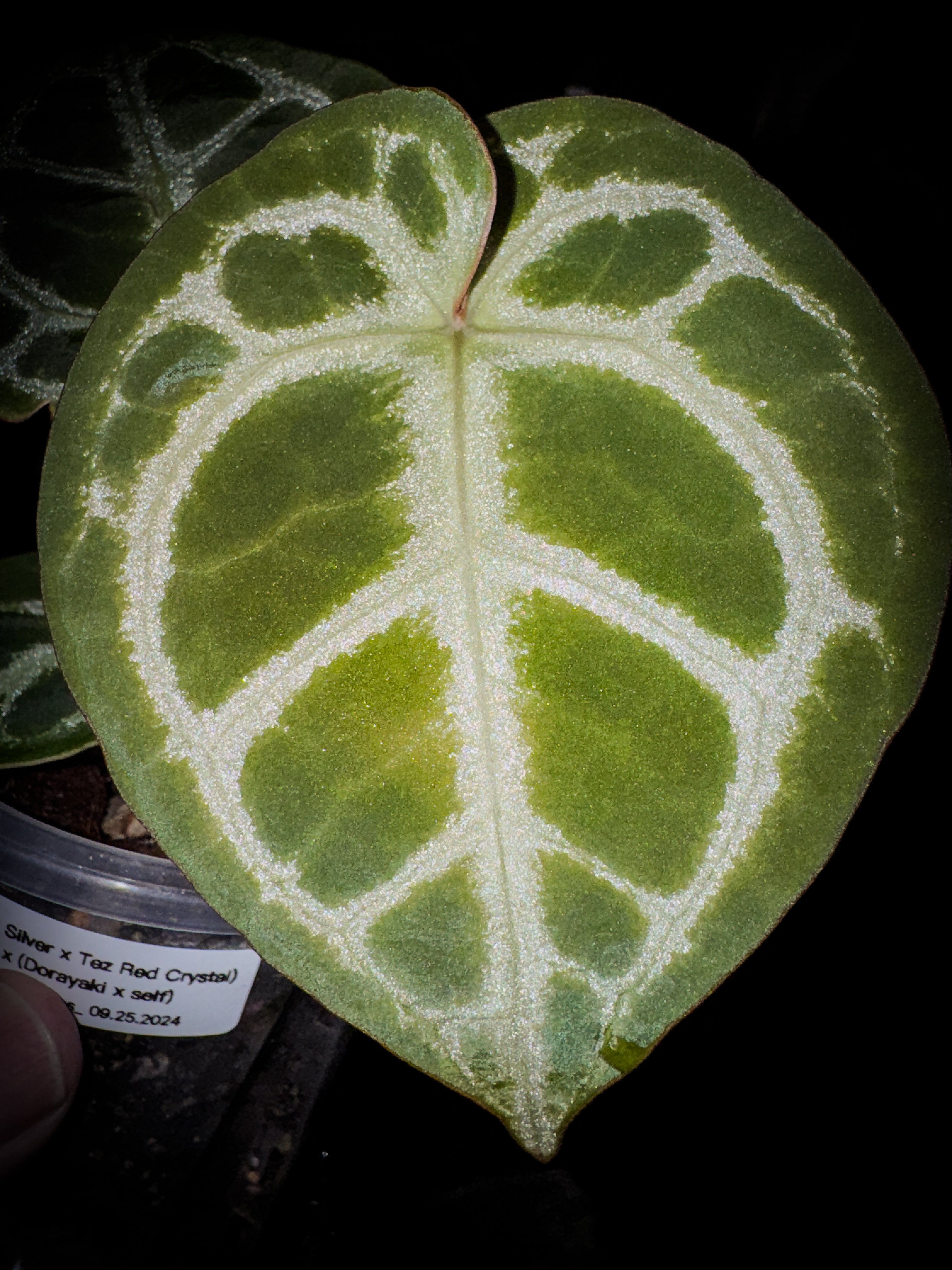 SKG Silver x Tezula Red Crystal) x (Dorayaki x self) - Offset 1