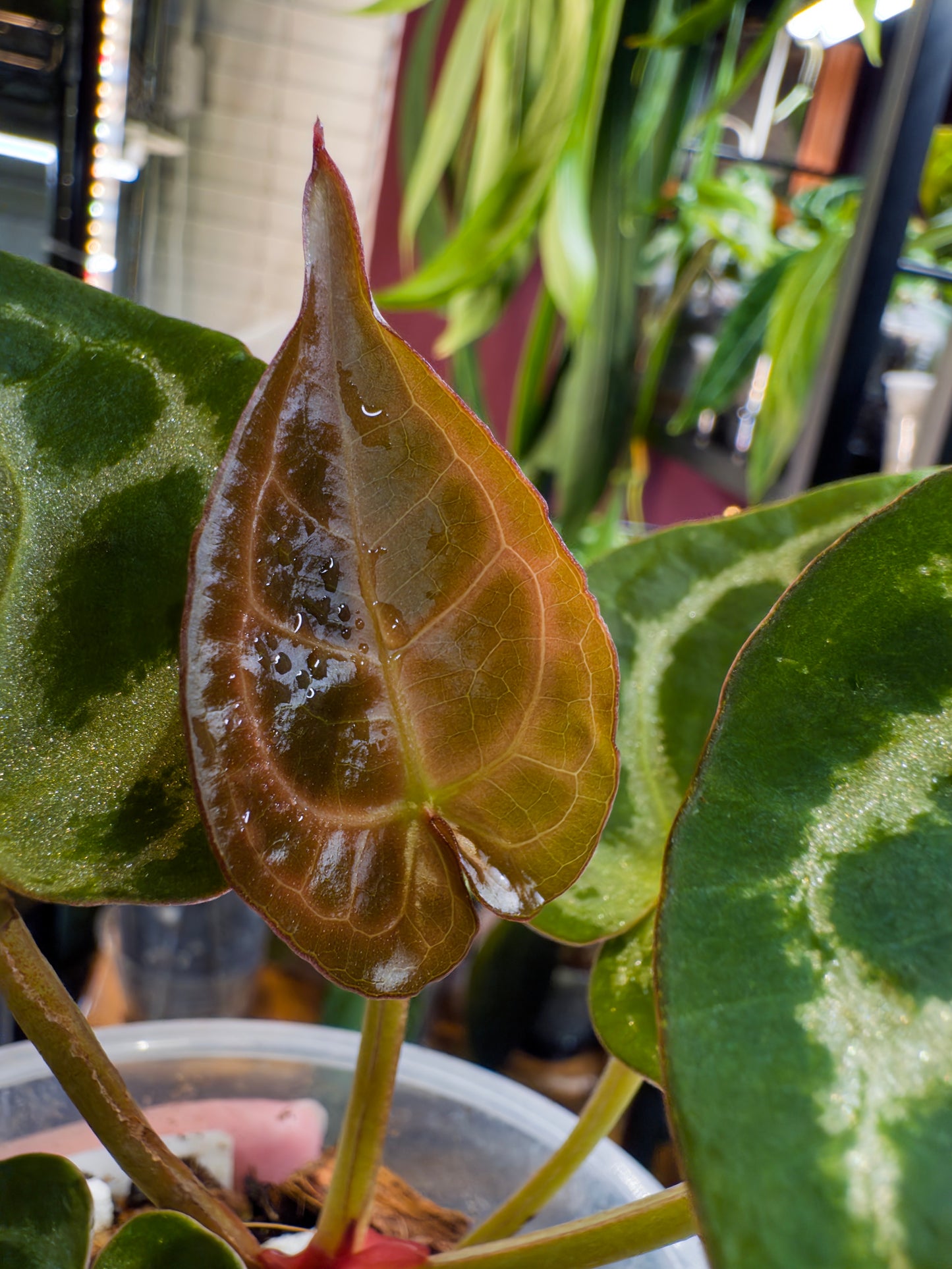 (SKG Silver x Tezula Red Crystal) x (Dorayaki x self) - Offset 1