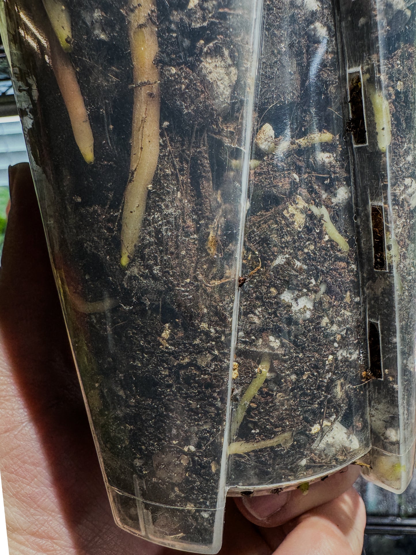 Mature Dorayaki x Red Crystal Offset