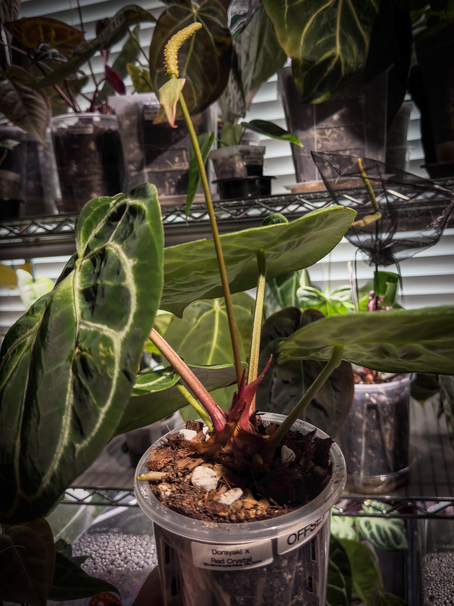 Mature Dorayaki x Red Crystal Offset