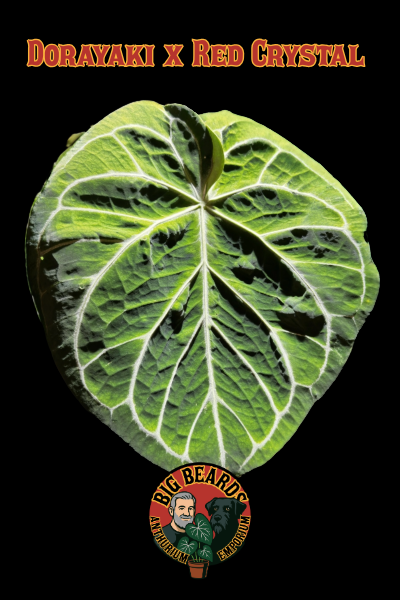 Dorayaki x Red Crystal) x Bench – Big Beards Anthurium Emporium Dorayaki x Red Crystal) x Bench – Big Beards Anthurium Emporium