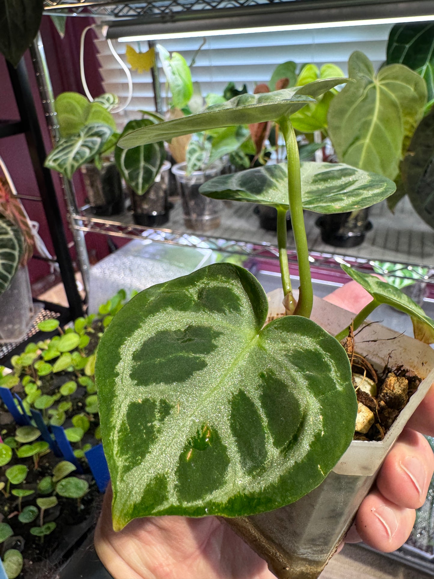 Silver Blush Offset #2