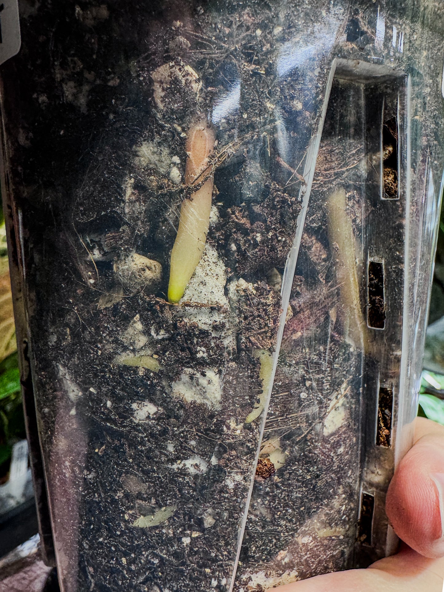 Mature Dorayaki x Red Crystal Offset