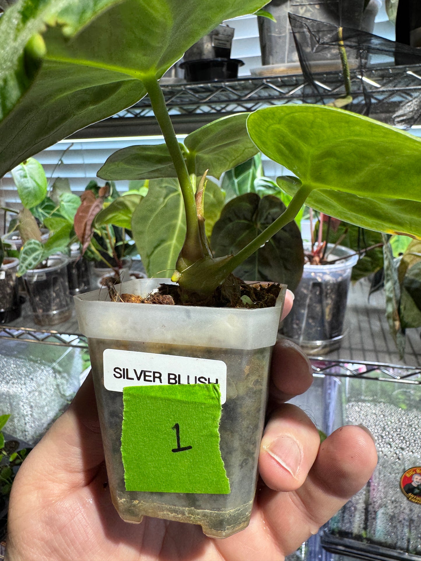 Silver Blush Offset #1