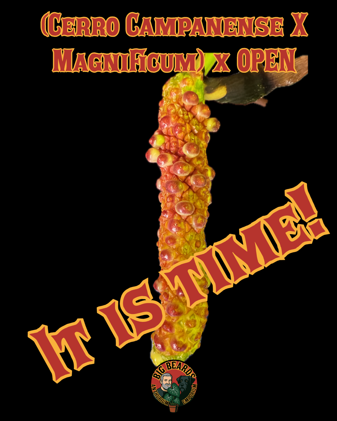 Three (3) Free (Cerrocampanense x Magnificum) X BENCH Germinated Seedlings