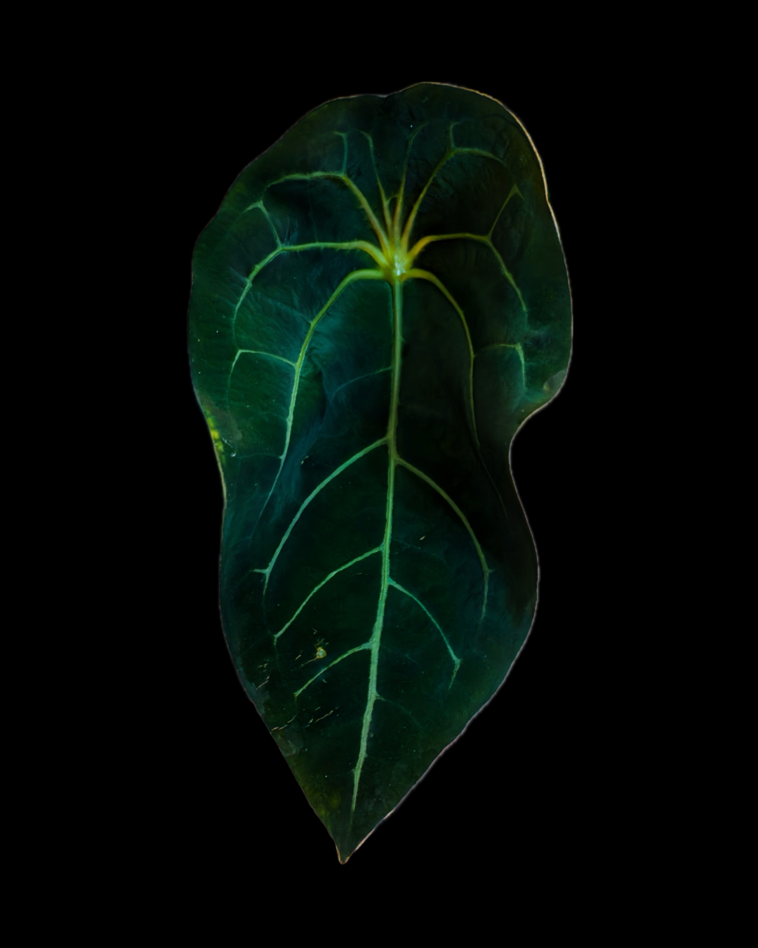 (Ace of Spades x Forgetii) X (SKG Grey x Blue Velvet) Anthurium Seedlings