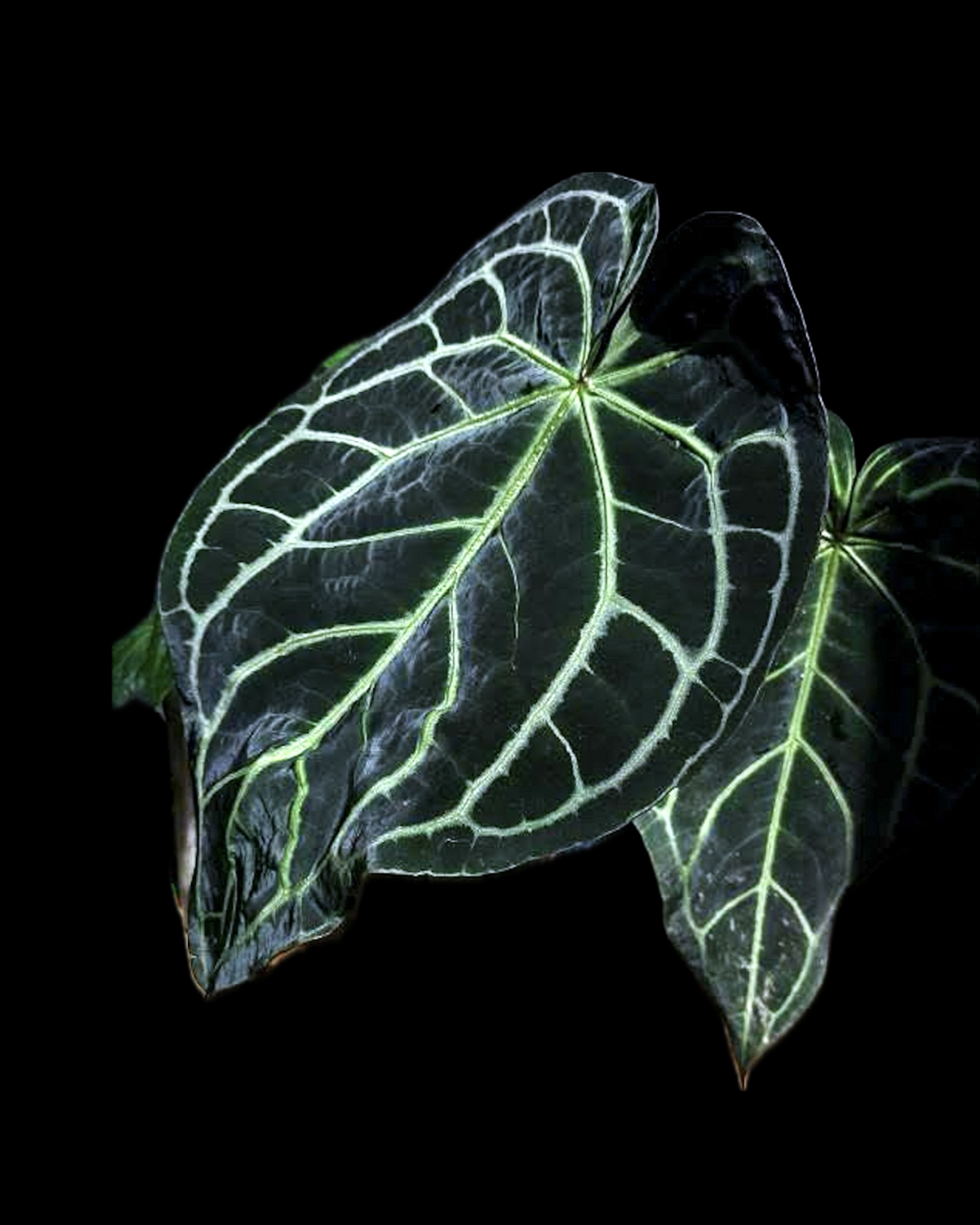 (Ace of Spades x Forgetii) X (SKG Grey x Blue Velvet) Anthurium Seedlings