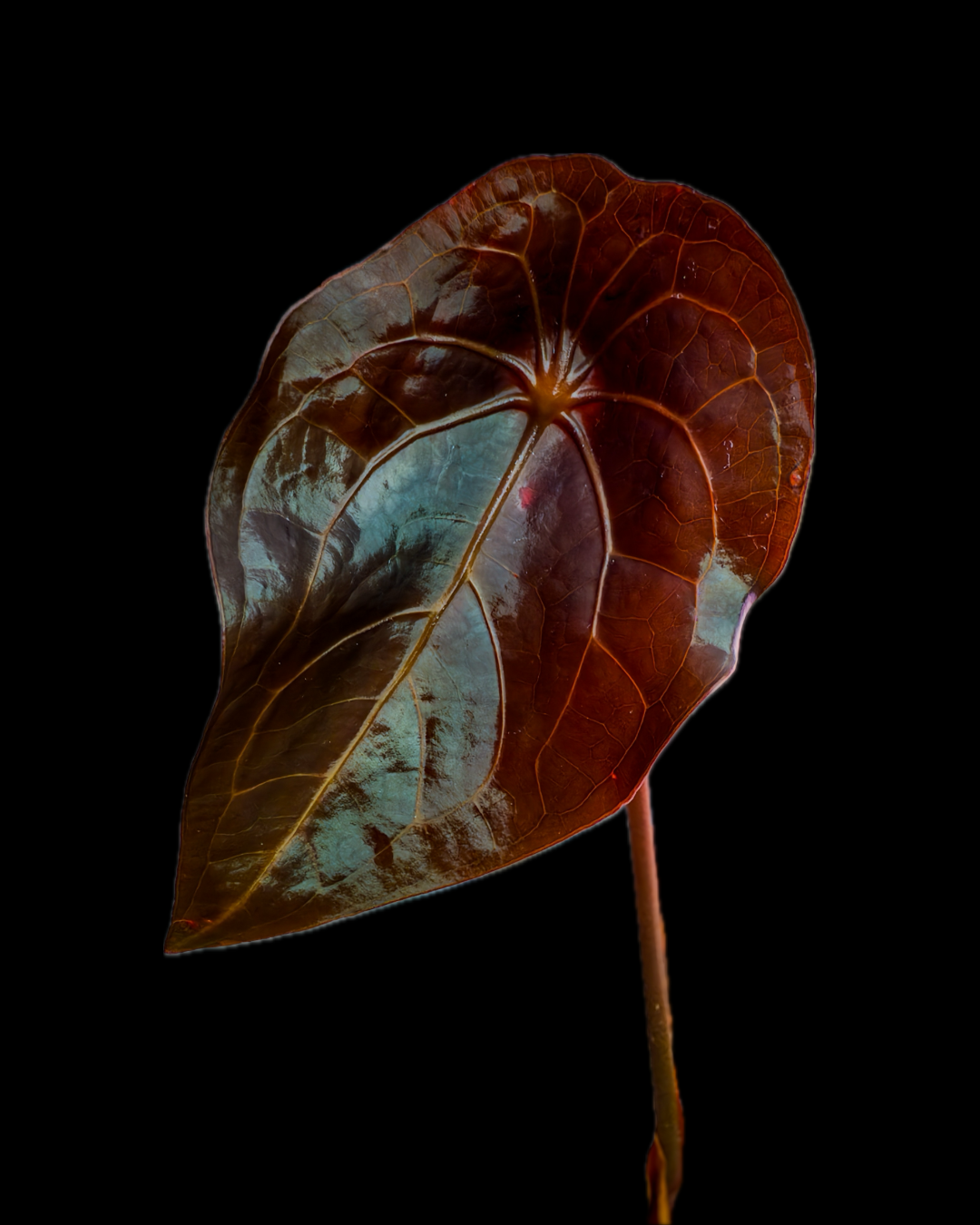 (Ace of Spades x Forgetii) X (SKG Grey x Blue Velvet) Anthurium Seedlings