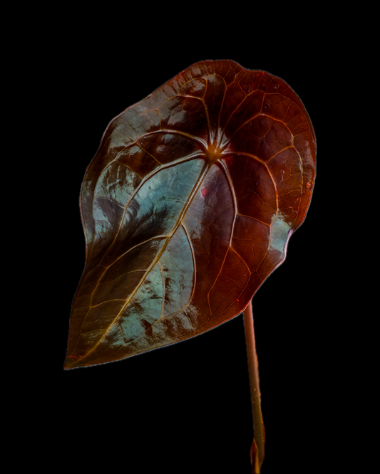 (Ace of Spades x Forgetii) X (SKG Grey x Blue Velvet) Anthurium Seedlings