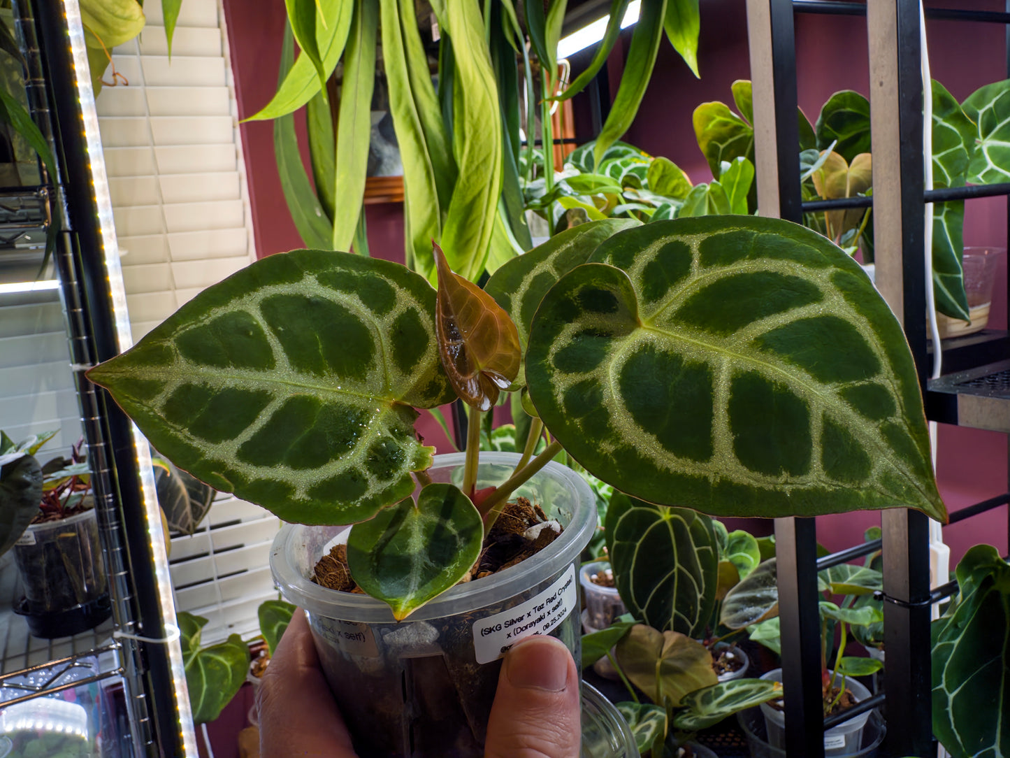 (SKG Silver x Tezula Red Crystal) x (Dorayaki x self) - Offset 1