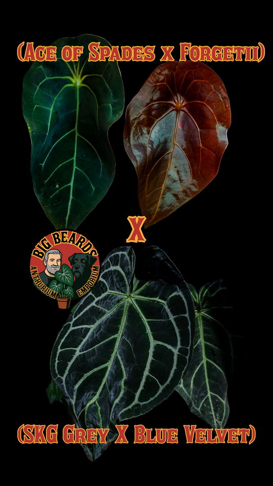 (Ace of Spades x Forgetii) X (SKG Grey x Blue Velvet) Anthurium Seedlings