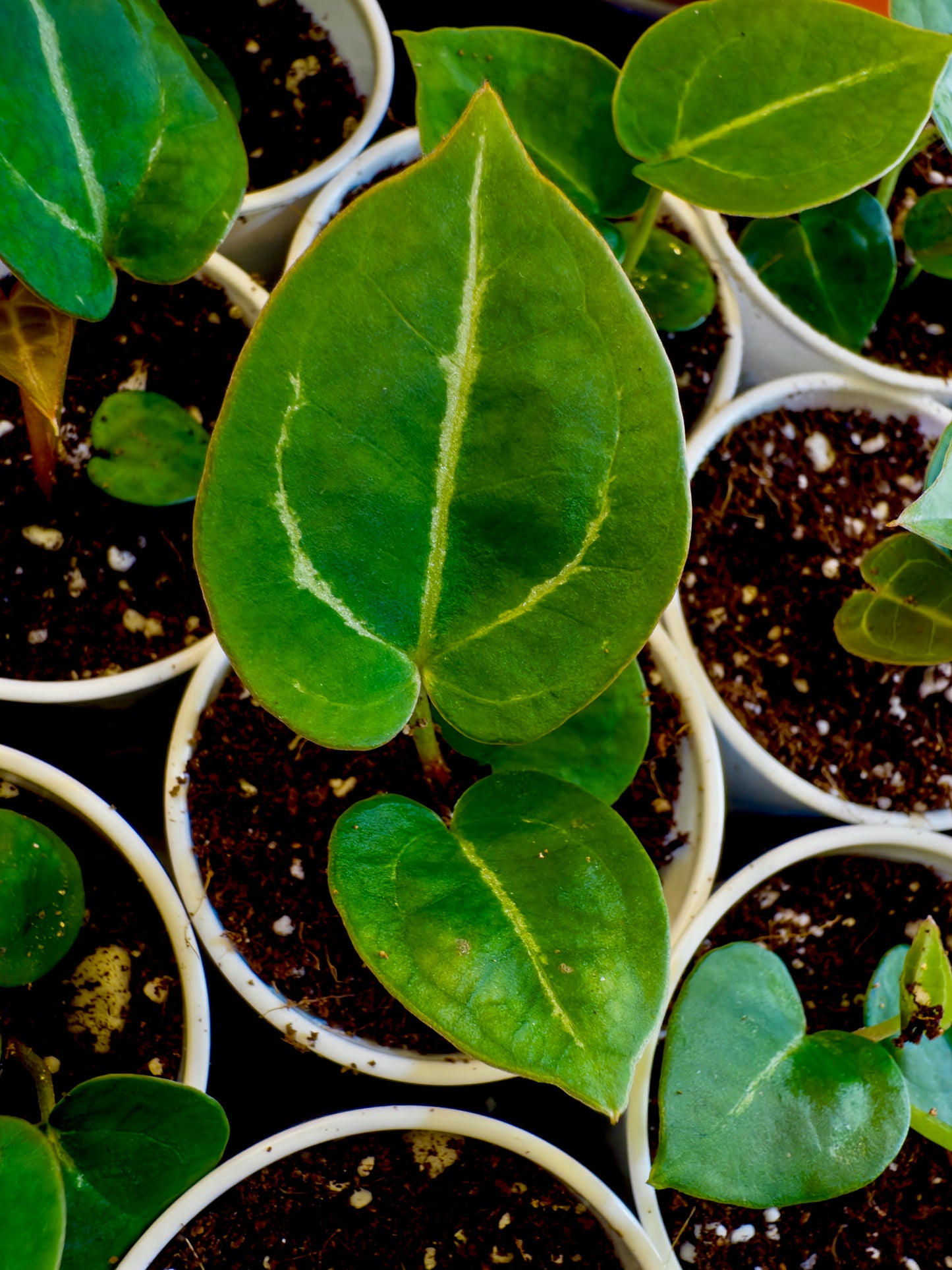 (Ace of Spades x Forgetii) X (SKG Grey x Blue Velvet) Anthurium Seedlings