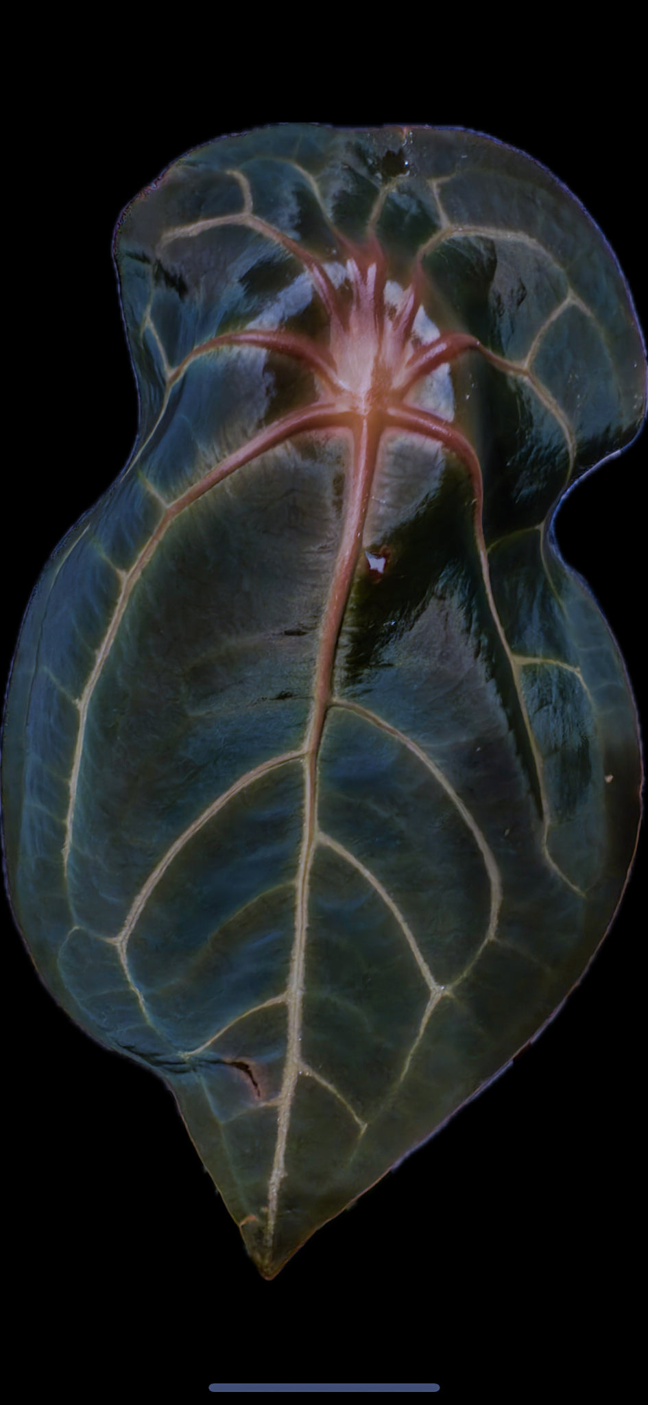 (Ace of Spades x Forgetii) X (SKG Grey x Blue Velvet) Anthurium Seedlings