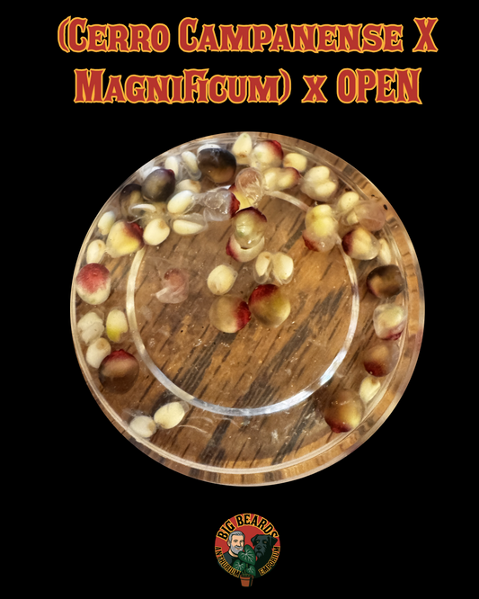 Three (3) Free (Cerrocampanense x Magnificum) X BENCH Germinated Seedlings