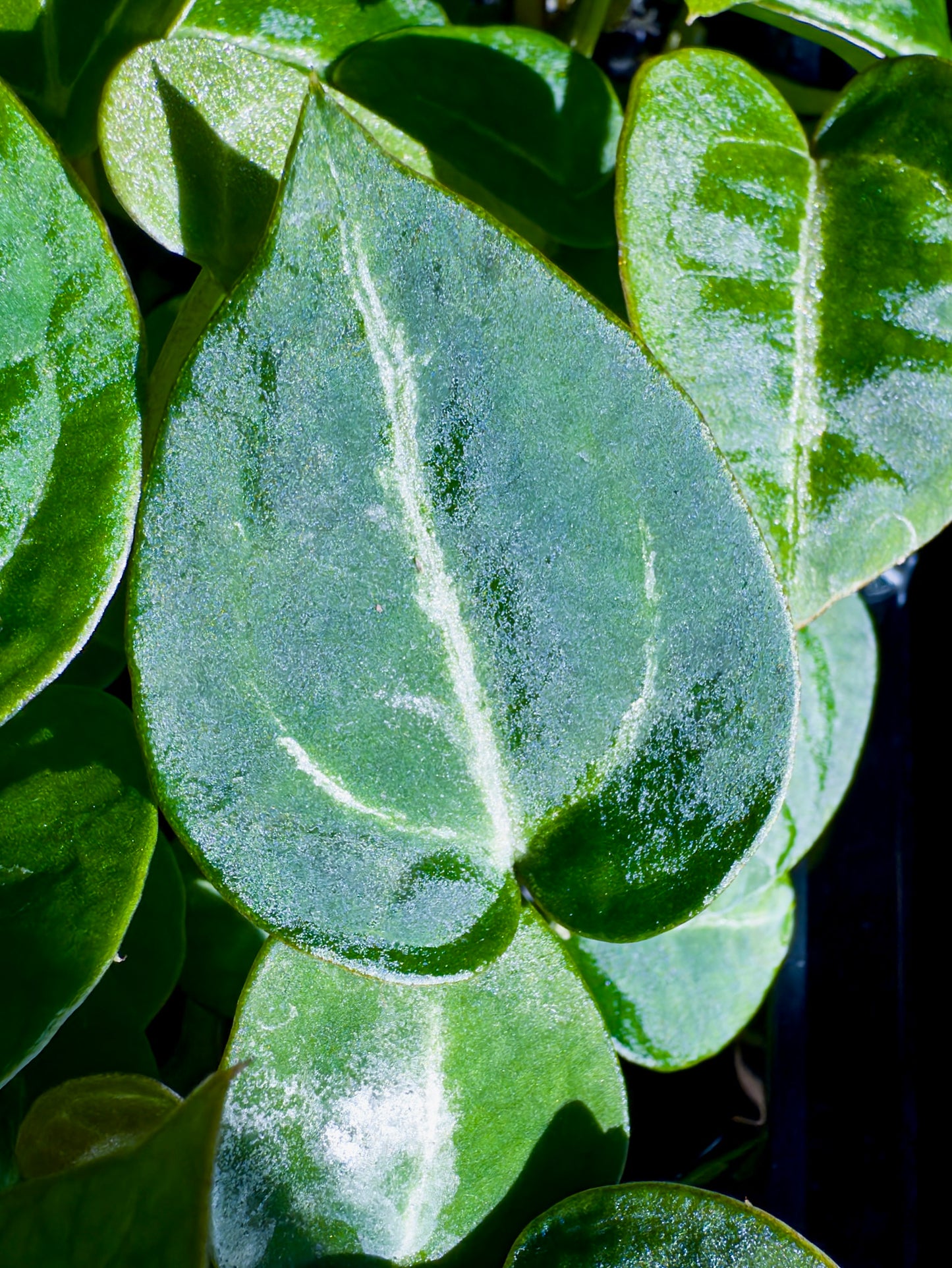(Ace of Spades x Forgetii) X (SKG Grey x Blue Velvet) Anthurium Seedlings