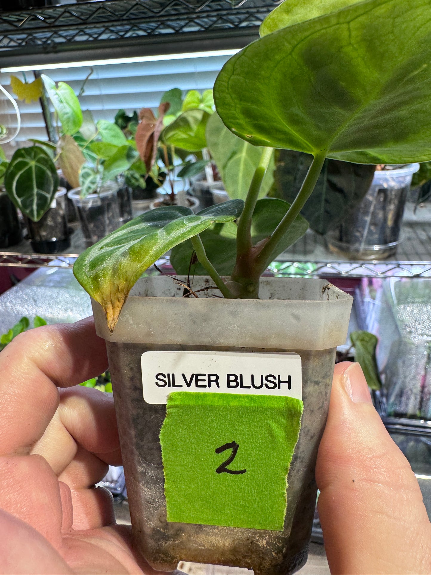 Silver Blush Offset #2