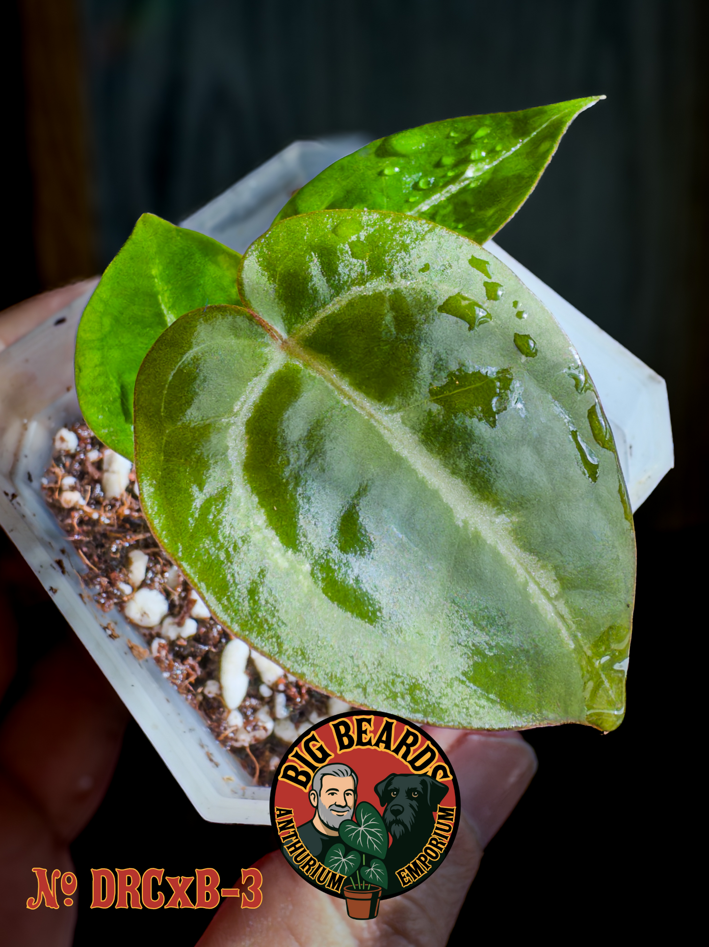 (Dorayaki x Red Crystal) x Bench