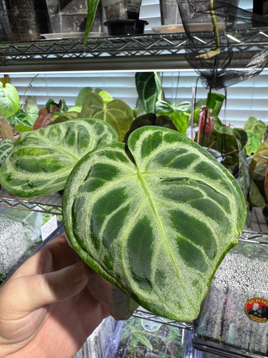 Silver Blush Offset #1