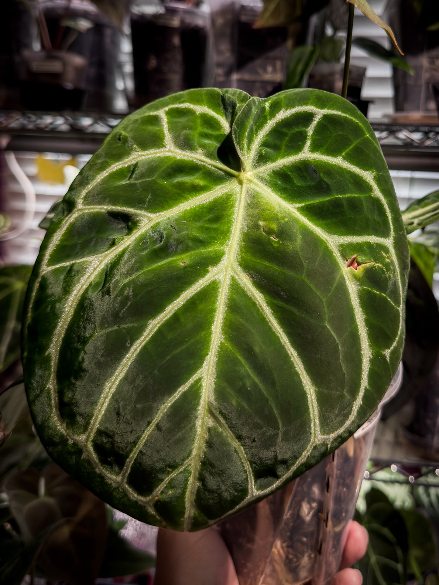 Mature Dorayaki x Red Crystal Offset