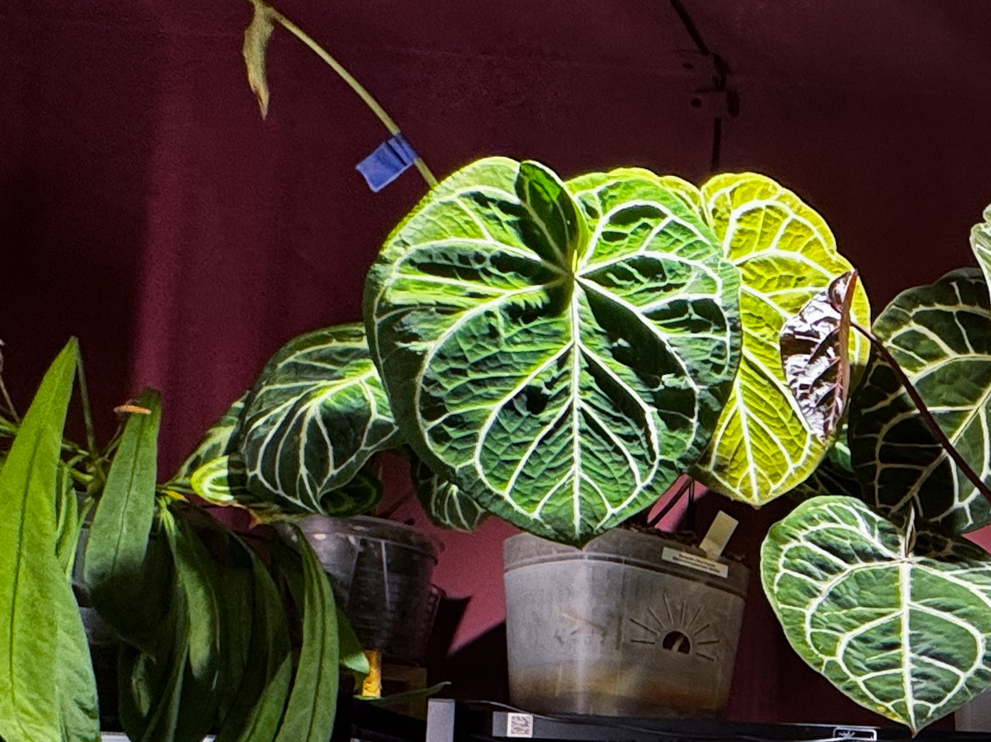 Mature Dorayaki x Red Crystal Offset