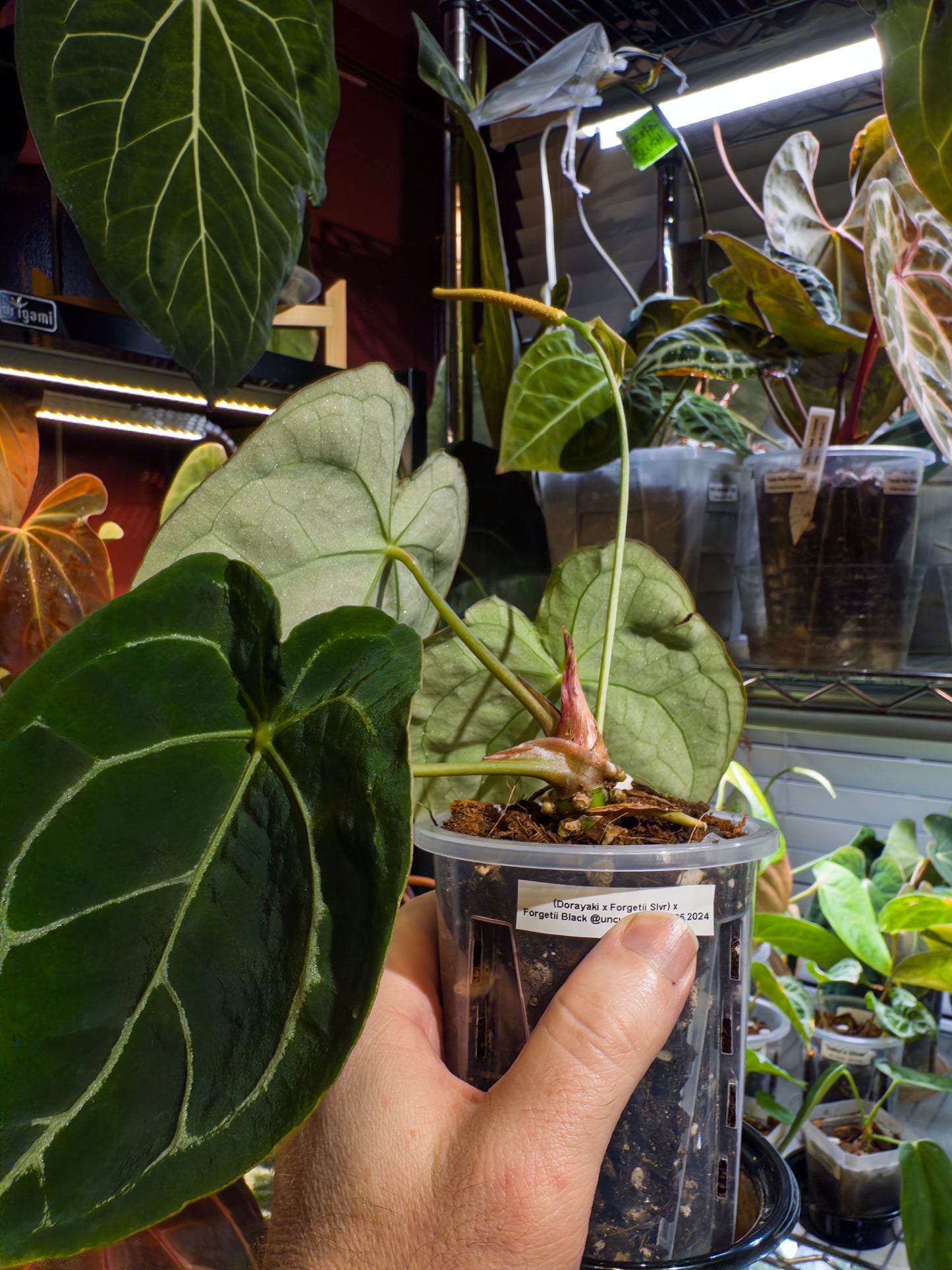 Anthurium (Dorayaki x Forgetii Silver) X Forgetii Black - Mature and Flowering