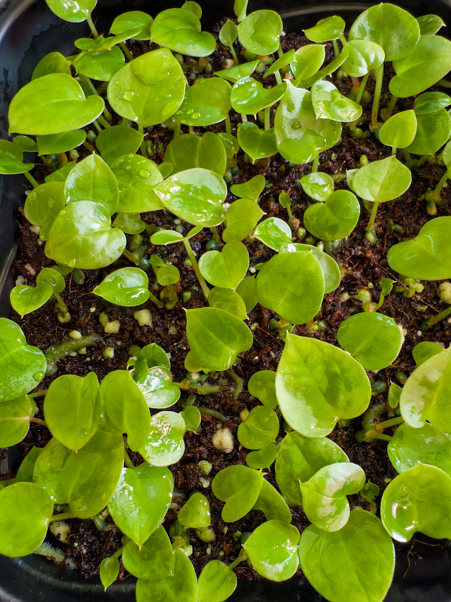 Three (3) Free (Cerrocampanense x Magnificum) X BENCH Germinated Seedlings