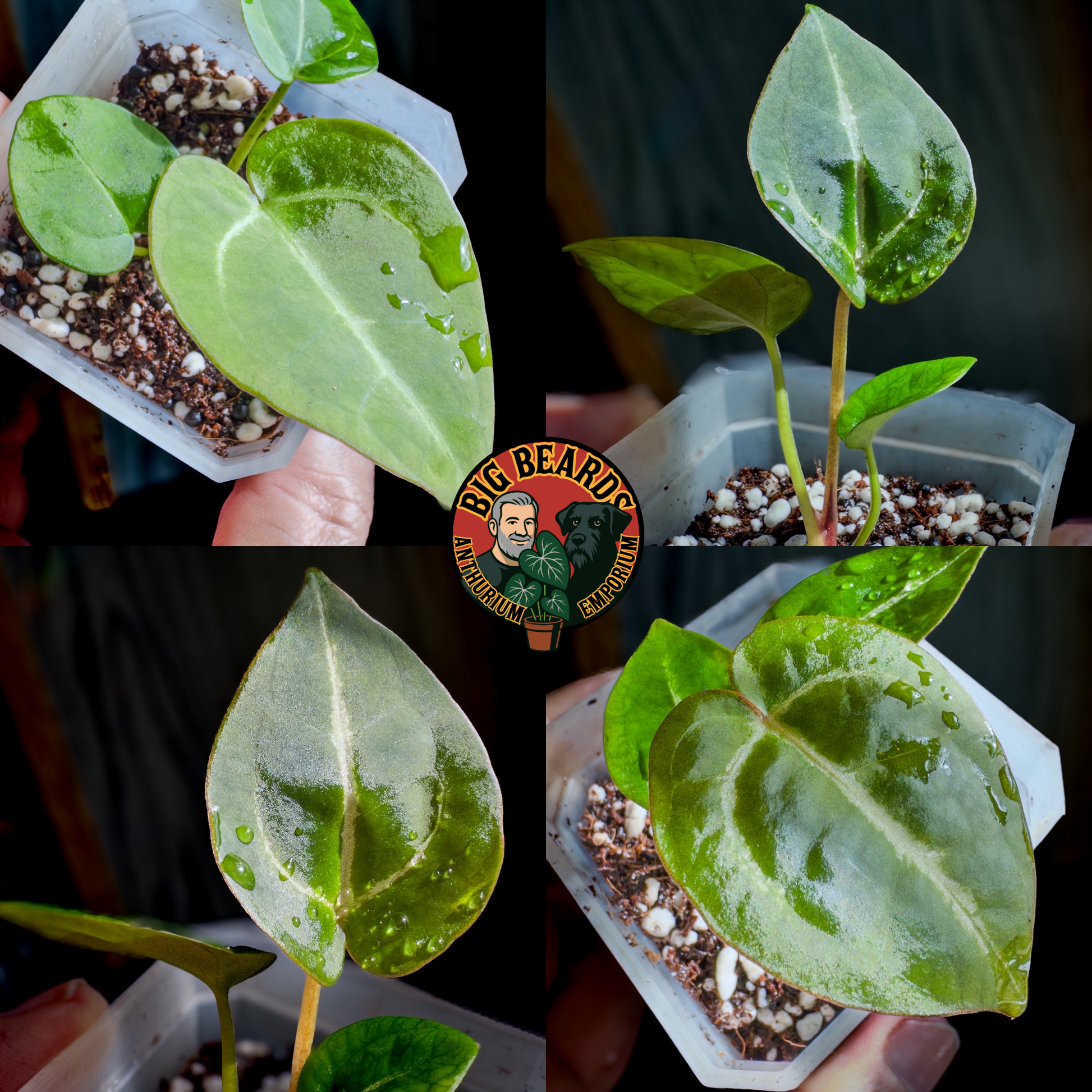 Dorayaki x Red Crystal) x Bench – Big Beards Anthurium Emporium Dorayaki x Red Crystal) x Bench – Big Beards Anthurium Emporium