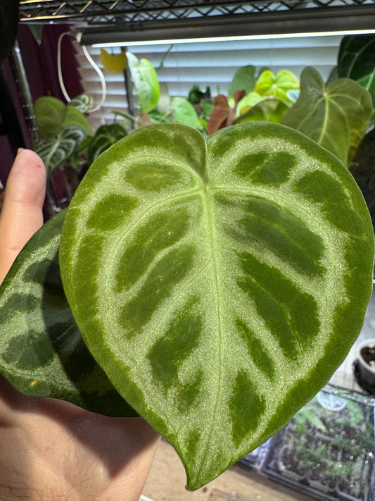 Silver Blush Offset #2