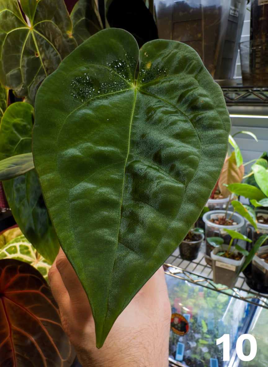 Raspberry NOID x (Papillilaminum ‘Voldemort’ x Guna Yala) Large Adolescent