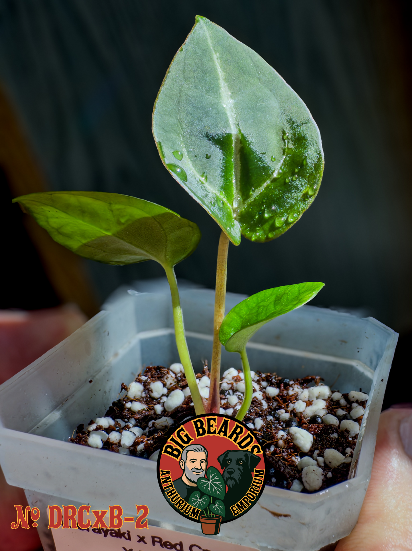 (Dorayaki x Red Crystal) x Bench