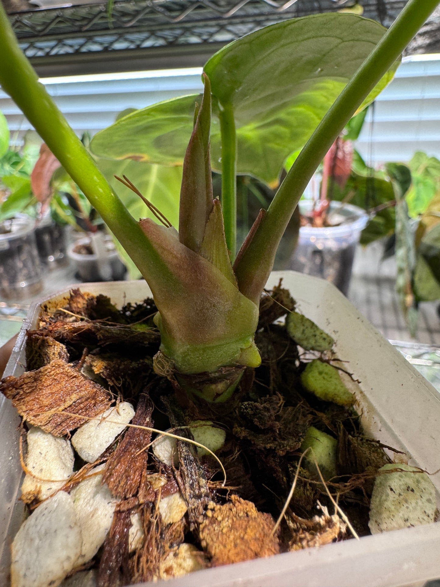 Silver Blush Offset #1