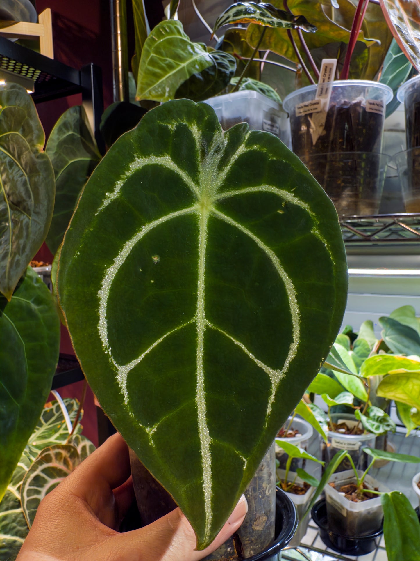 Anthurium (Dorayaki x Forgetii Silver) X Forgetii Black - Mature