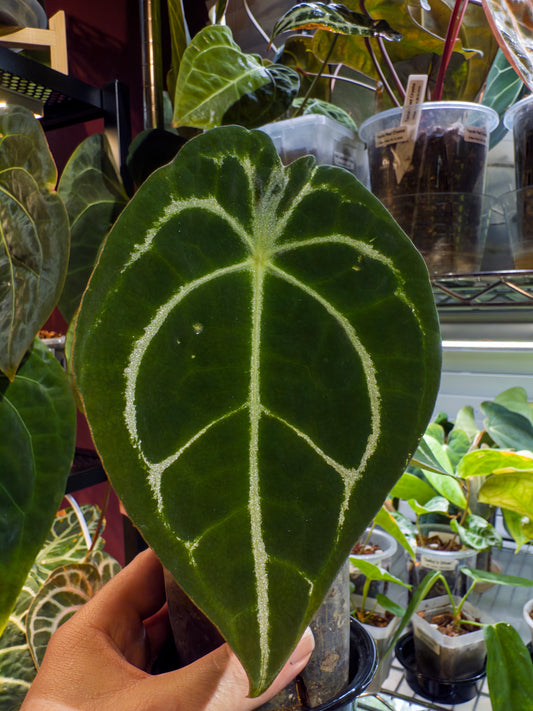 Anthurium (Dorayaki x Forgetii Silver) X Forgetii Black - Mature