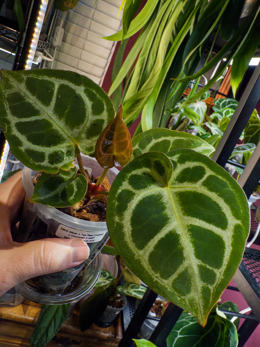 (SKG Silver x Tezula Red Crystal) x (Dorayaki x self) - Offset 1