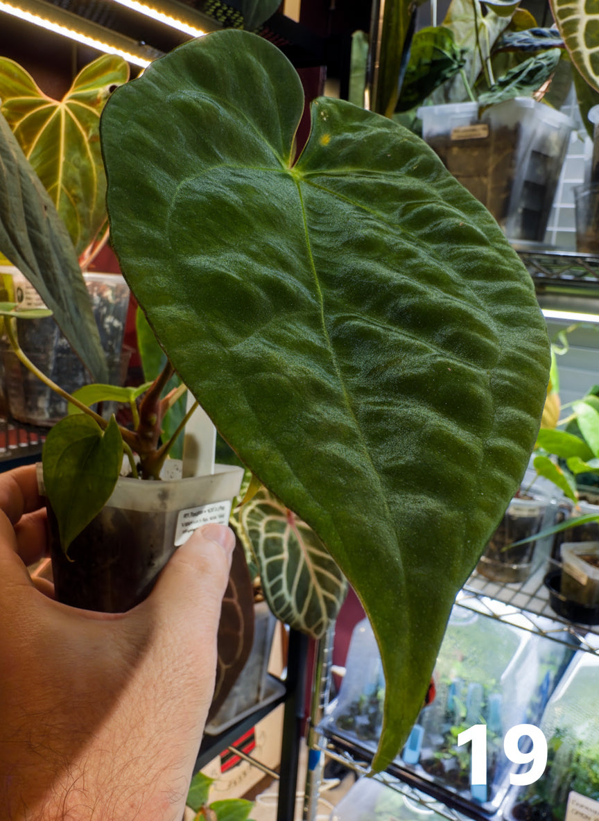 Raspberry NOID x (Papillilaminum ‘Voldemort’ x Guna Yala) Large Adolescent